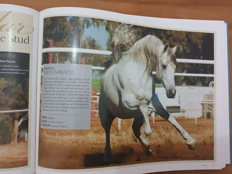 Arabians of Southern Africa 2009 (Equestrianism, horses)