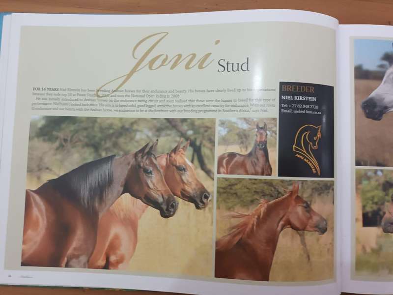 Arabians of Southern Africa 2009 (Equestrianism, horses)