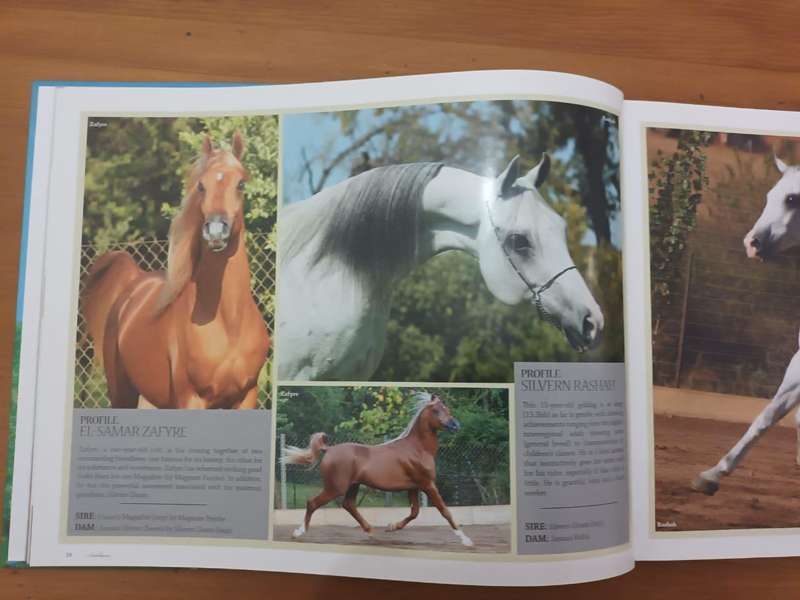 Arabians of Southern Africa 2009 (Equestrianism, horses)