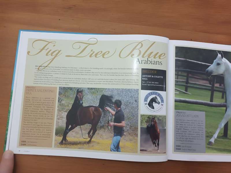 Arabians of Southern Africa 2009 (Equestrianism, horses)