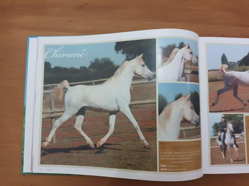 Arabians of Southern Africa 2009 (Equestrianism, horses)