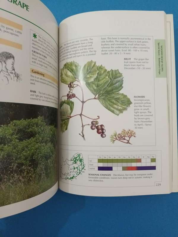 Sappi Tree Spotting: Highveld and the Drakensberg