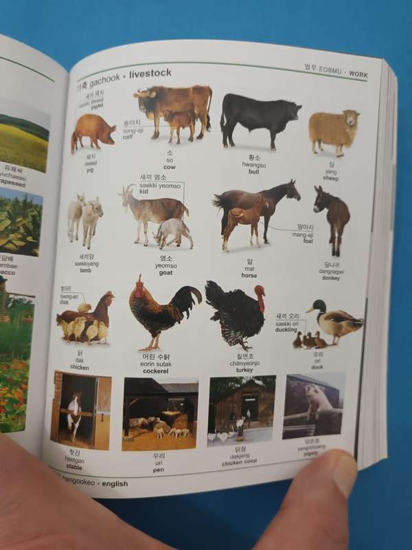 (Dorling Kindersley) Korean English Bilingual Dictionary