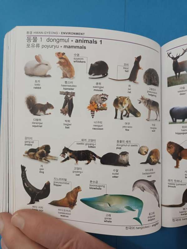 (Dorling Kindersley) Korean English Bilingual Dictionary
