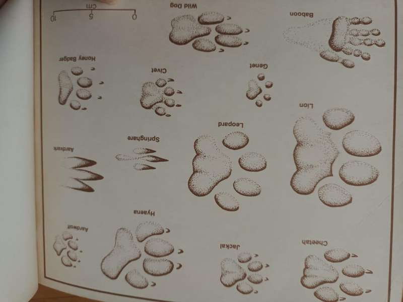 Mammals of South Africa