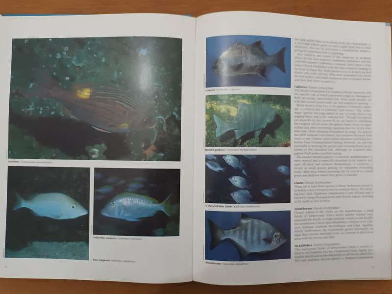 Everyone's Guide to the Sea Fishes of Southern Africa