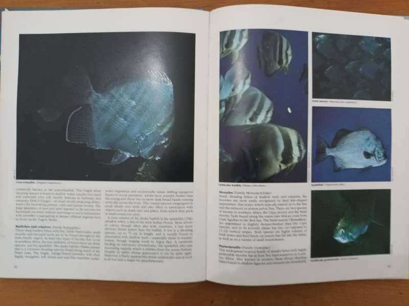 Everyone's Guide to the Sea Fishes of Southern Africa