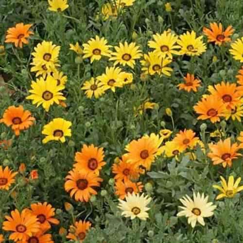 African Daisy Aurantaca Mix (40 Seeds)