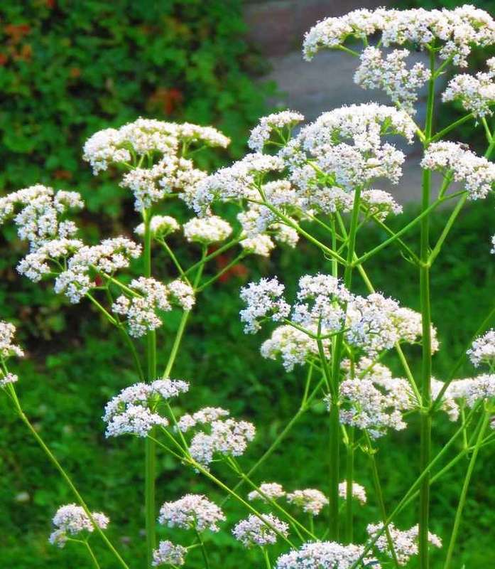 Anise (30 Seeds)