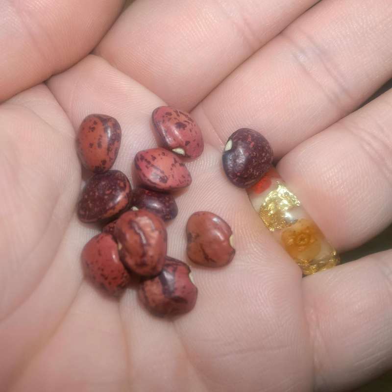 Bean Pole Lima Dixie (10 Seeds)