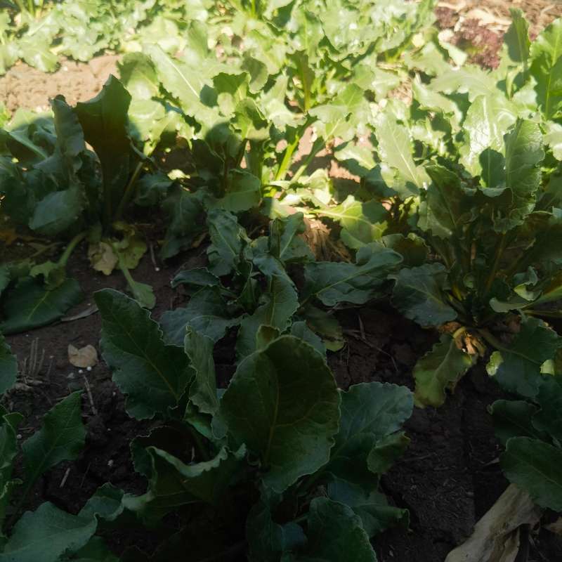 Beetroot Albino White Organic (30 Seeds)