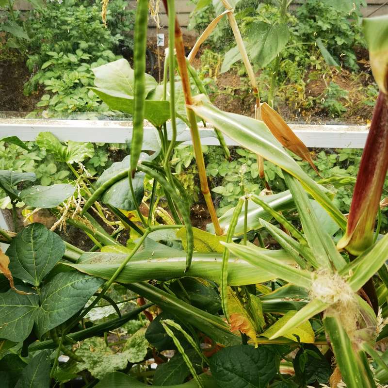 Bean Black Eye Cowpea (15ml Seeds)