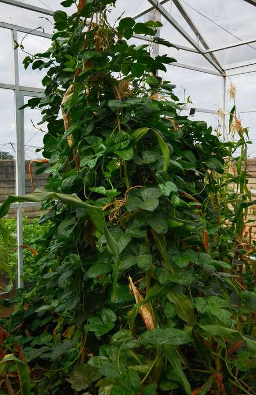 Bean Black Eye Cowpea (15ml Seeds)