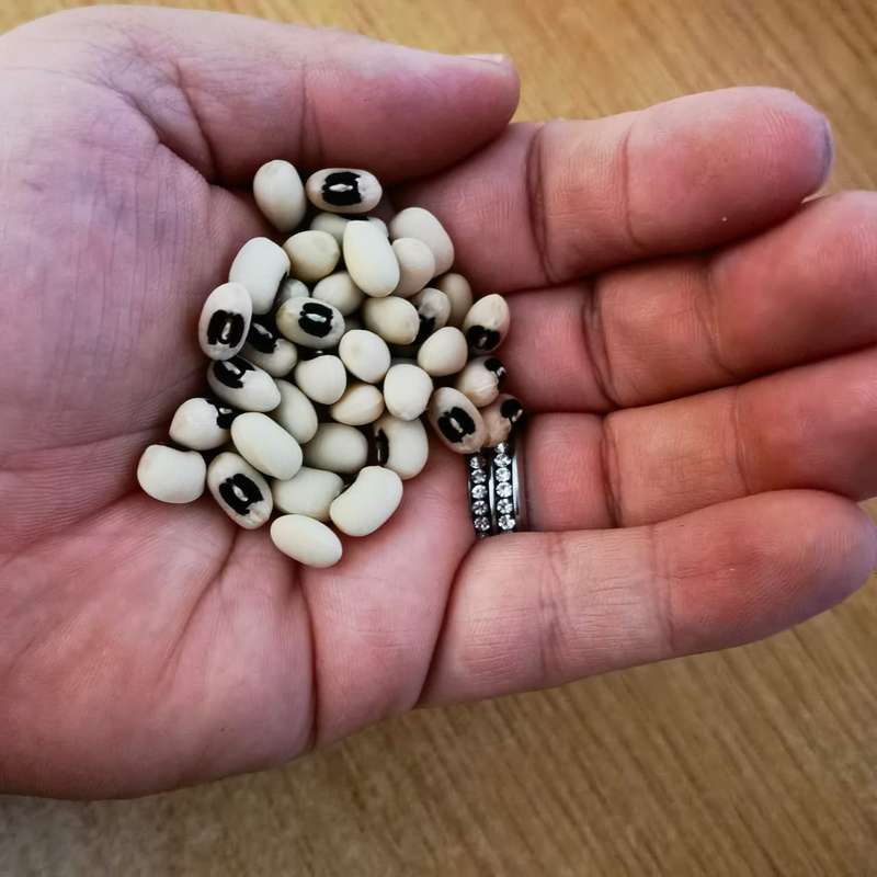 Bean Black Eye Cowpea (15ml Seeds)