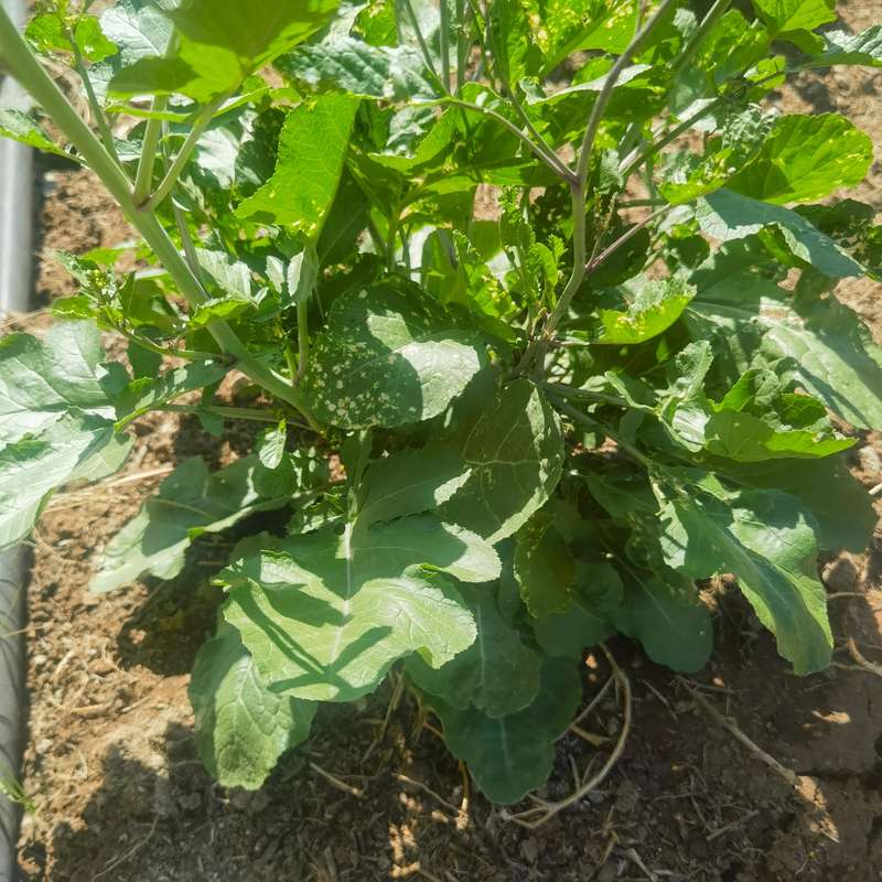 Mustard Black (0.6ml Seeds)