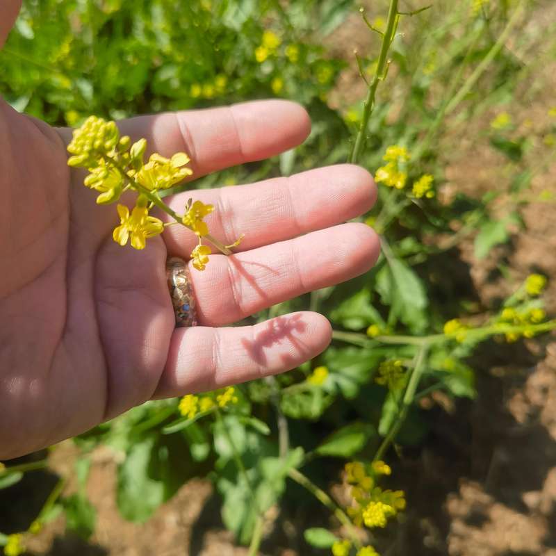 Mustard Black (0.6ml Seeds)