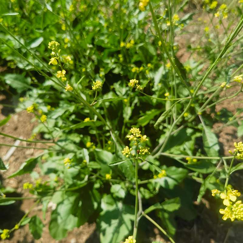 Mustard Black (0.6ml Seeds)