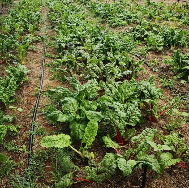 Swiss Chard Bright Lights (15ml - Approximately 200 Seeds)