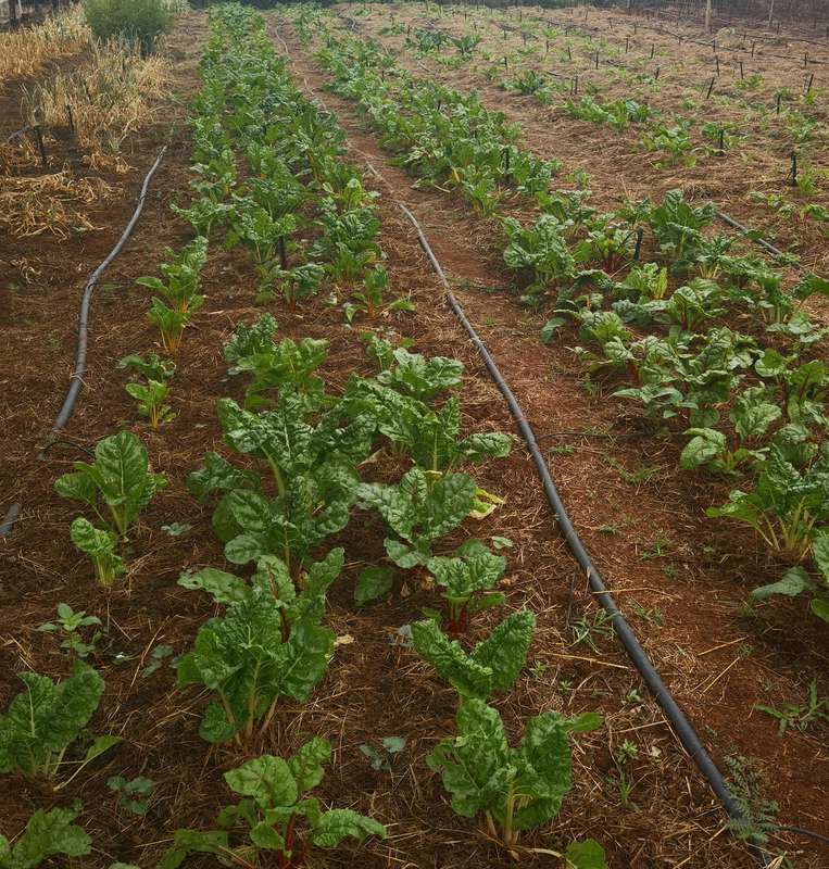 Swiss Chard Bright Lights (15ml - Approximately 200 Seeds)