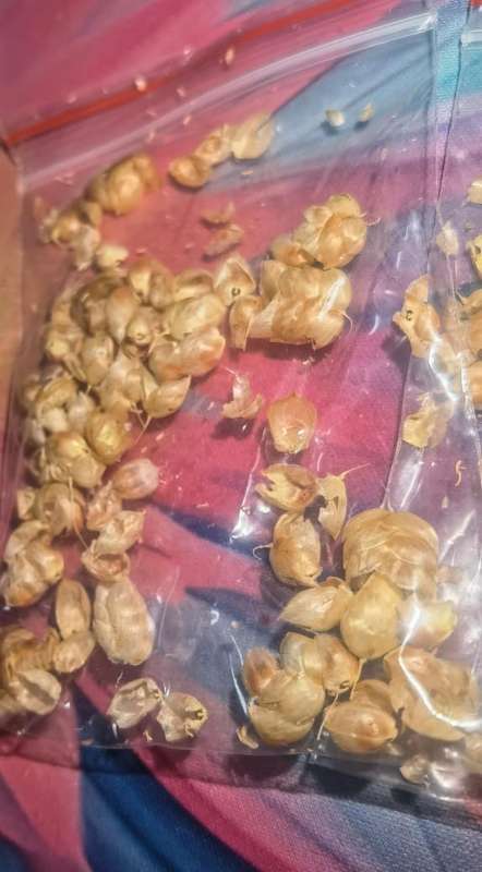 Grass Briza Maxima Rattlesnake (5ml Seeds)