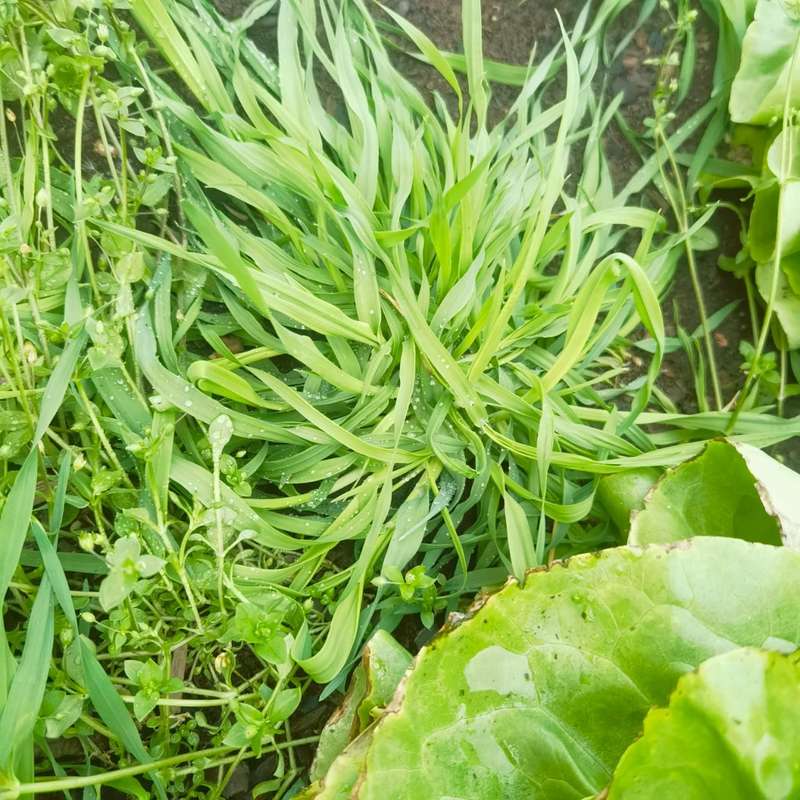 Grass Briza Maxima Rattlesnake (5ml Seeds)