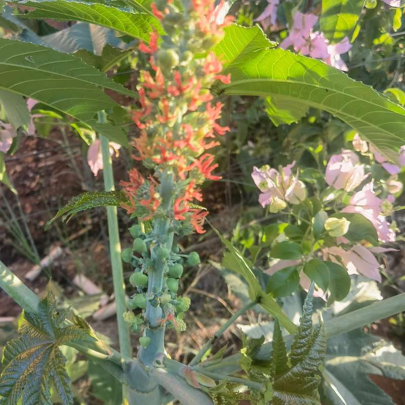 Castor Oil Bean (5 Seeds)