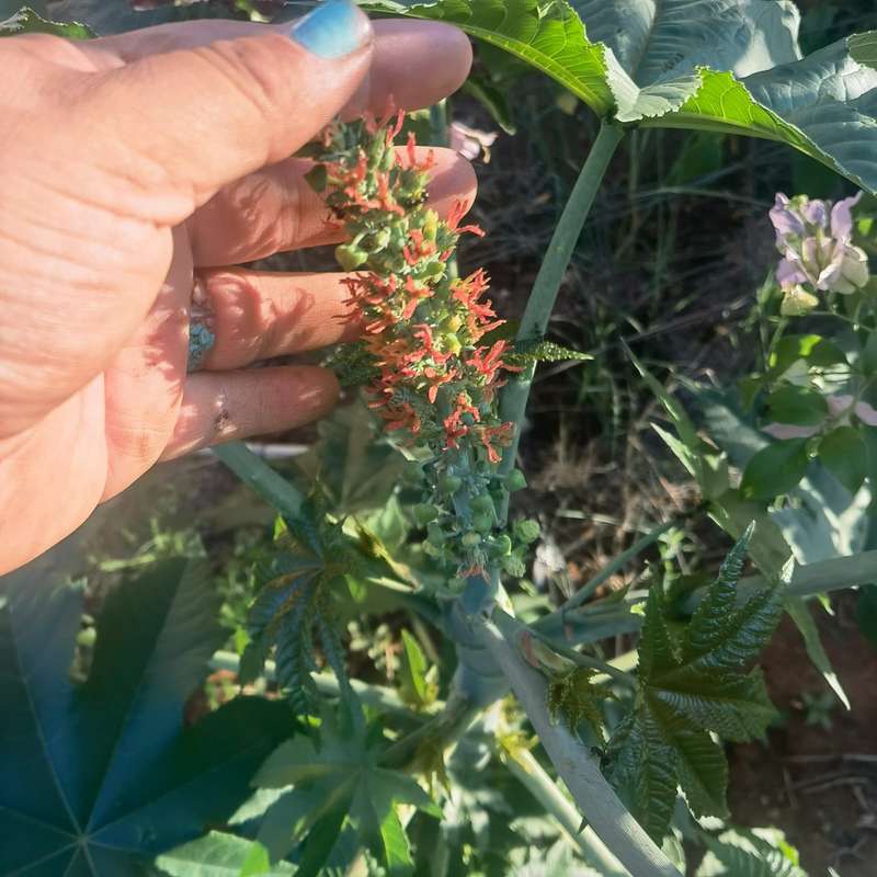 Castor Oil Bean (5 Seeds)
