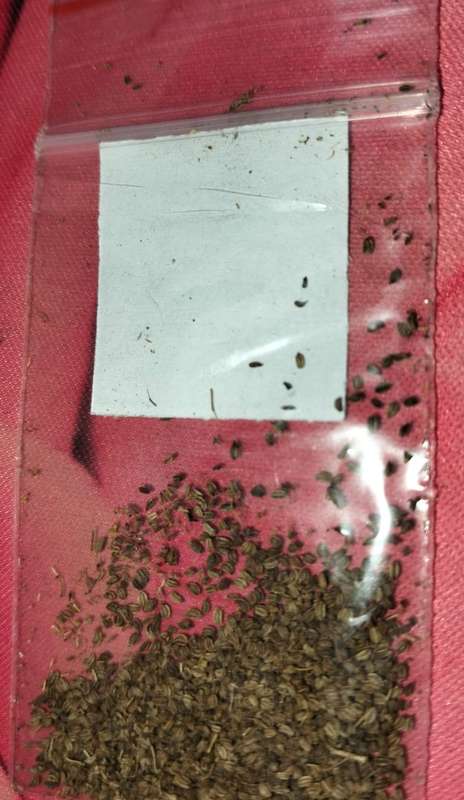 Celery Peppermint Stick (0.6ml Seeds)