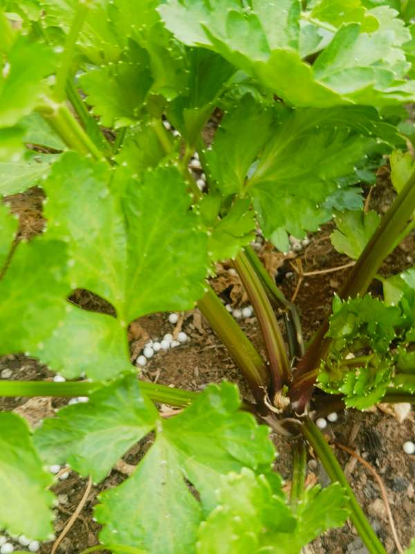 Celery Peppermint Stick (0.6ml Seeds)