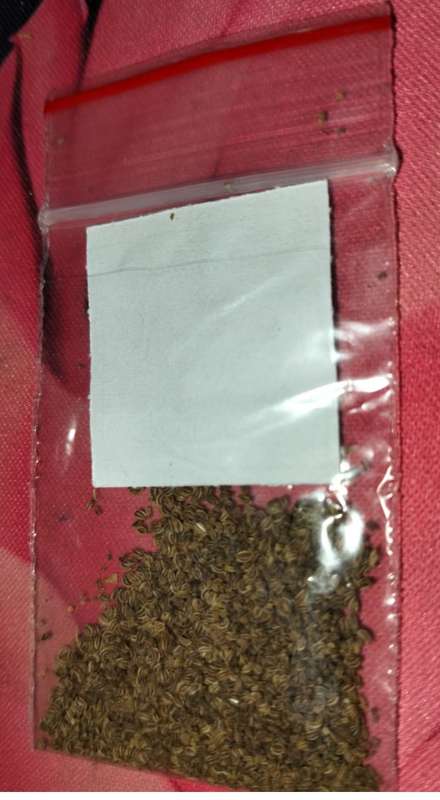 Celery Utah (0.6ml Seeds)