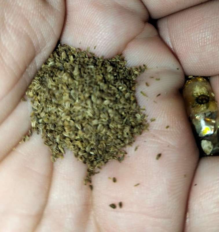 Celery Utah (0.6ml Seeds)