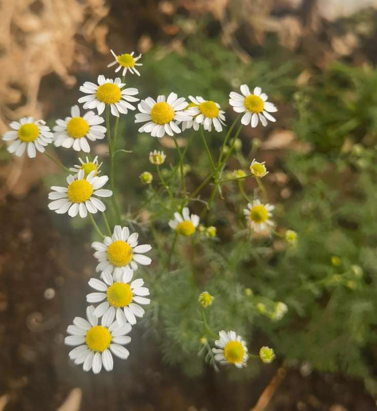 Chamomile German Organic (2.5ml Seeds)