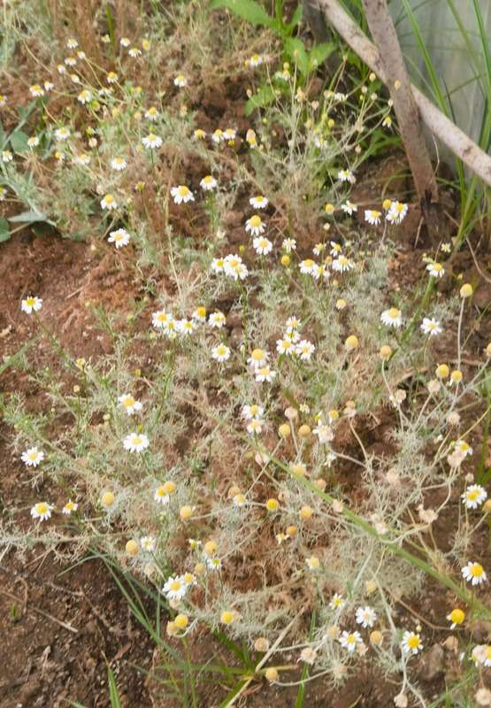 Chamomile German Organic (2.5ml Seeds)