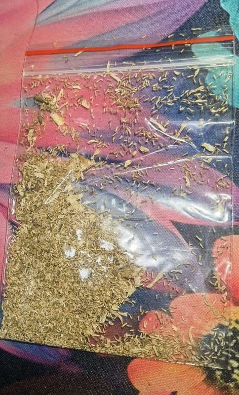 Chamomile German Organic (2.5ml Seeds)