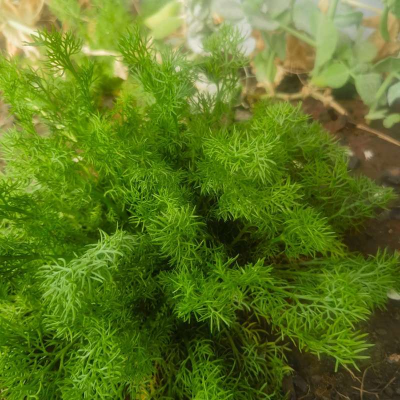 Chamomile German Organic (2.5ml Seeds)