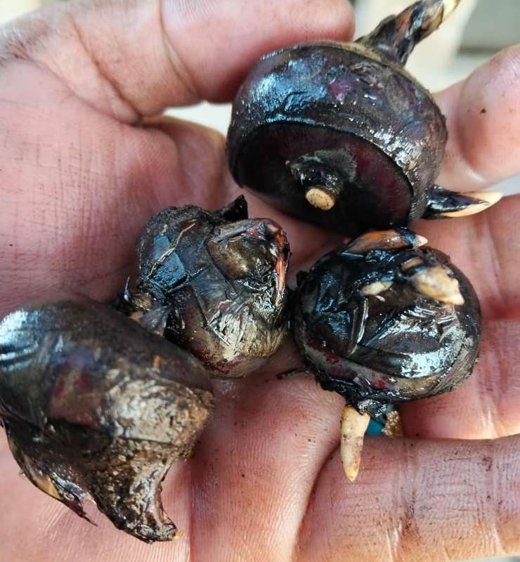 Chinese Water Chestnut (4 Chestnuts packed in Soil)