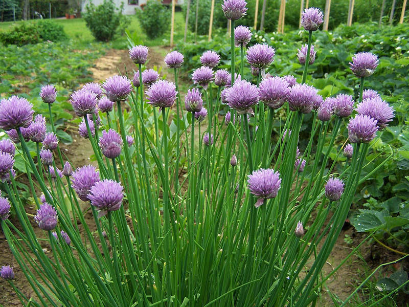 Chinese Chives (0.6ml Seeds)