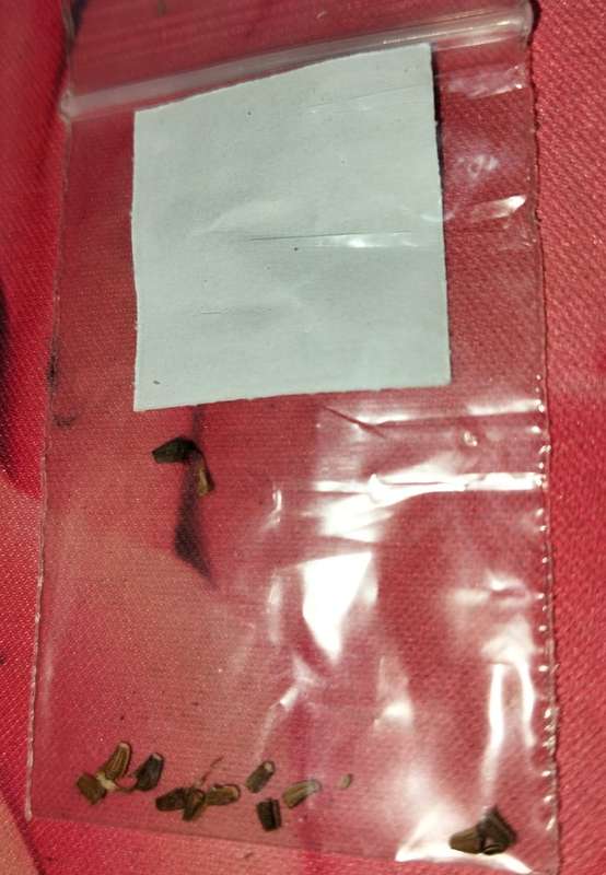 Chrysanthemum Shangai Edible (10 Seeds)