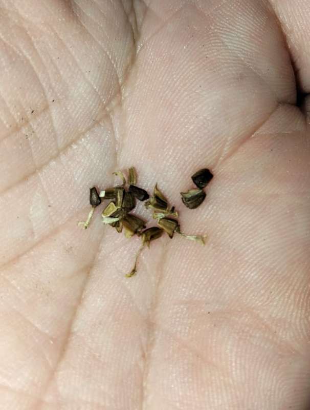 Chrysanthemum Shangai Edible (10 Seeds)