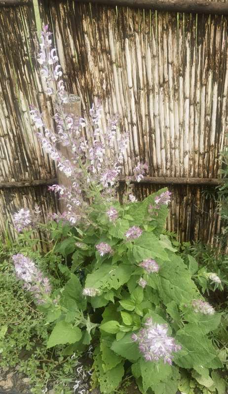 Clary Sage (10 Seeds)