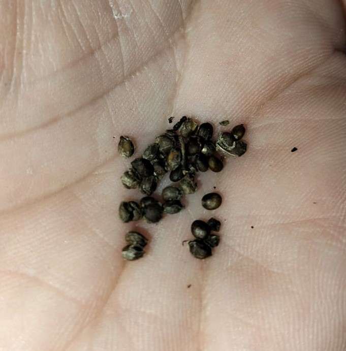 Clary Sage (10 Seeds)