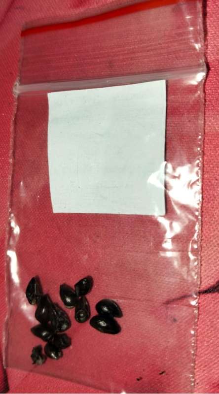 Comfrey Symphytum Officianalis (10 Seeds)