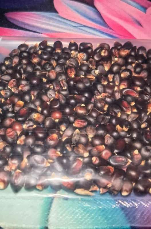 Corn Black Popcorn Organic (30ml +- Approx. 270 Seeds)