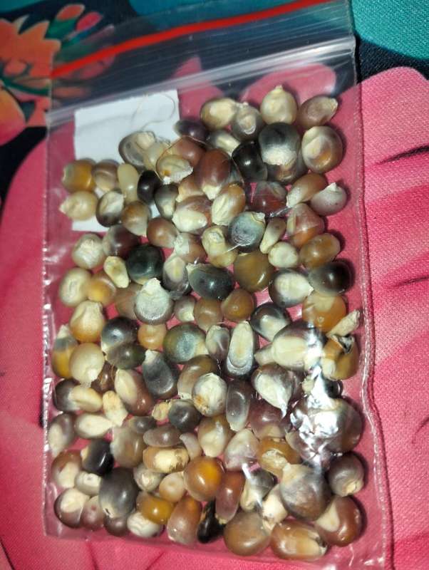 Corn Glass Gem (15ml Seeds) Open Pollinated