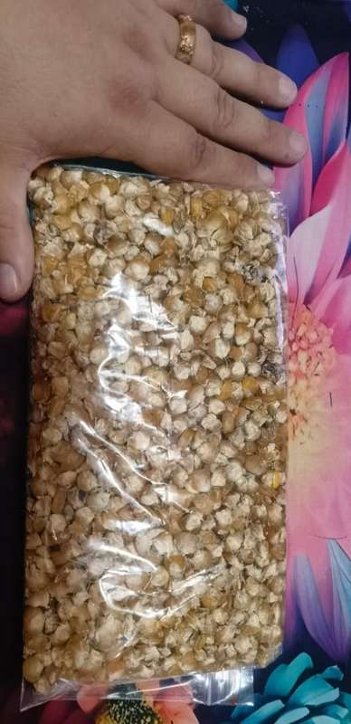 Corn Golden Bantam Sweetcorn Organic Bulk (500ml +- 3000 Seeds)