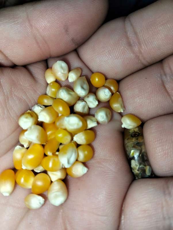 Corn Yellow Popcorn - Open Pollinated (15ml Seeds)