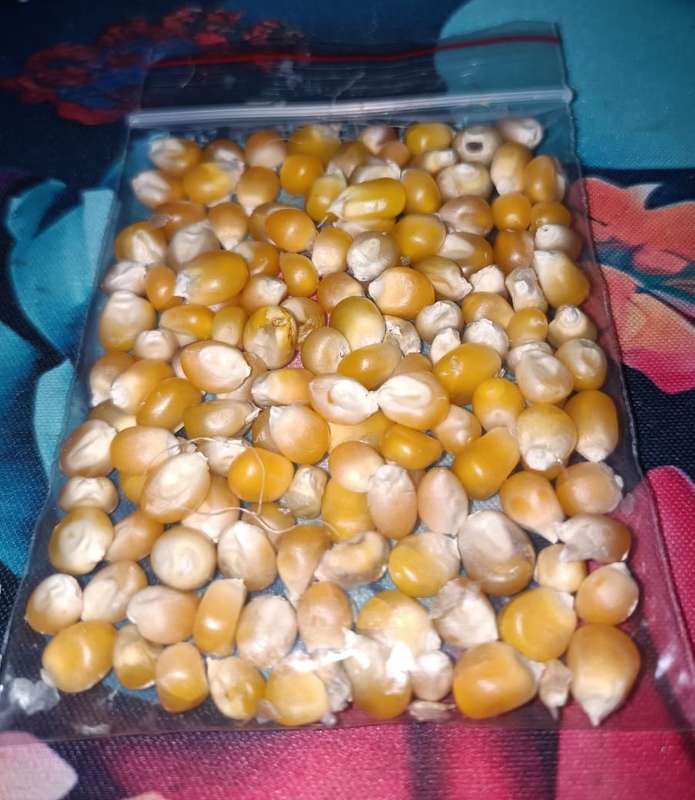Corn Yellow Popcorn - Open Pollinated (15ml Seeds)