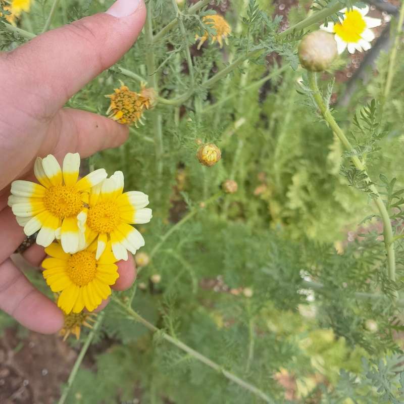 Chrysanthemum Shangai Edible (10 Seeds)