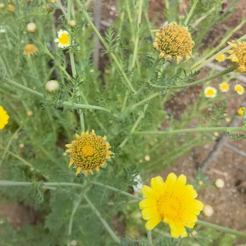 Chrysanthemum Shangai Edible (10 Seeds)