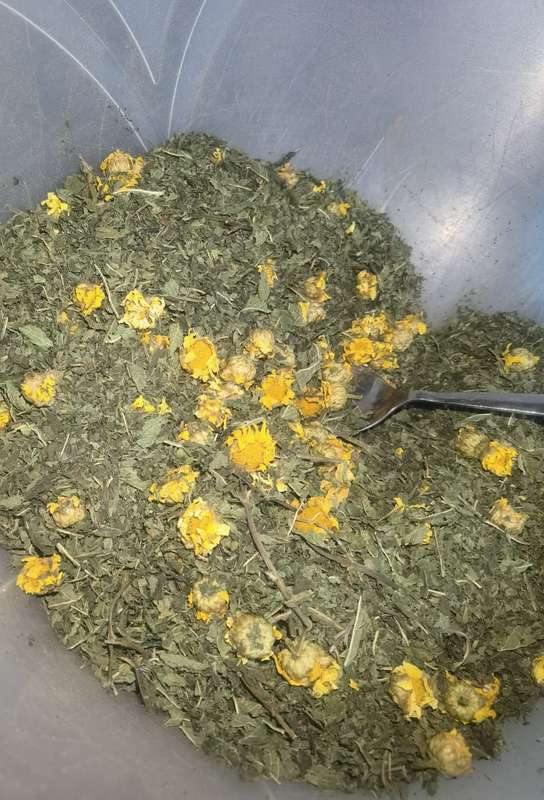 Chrysanthemum Shangai Edible (10 Seeds)
